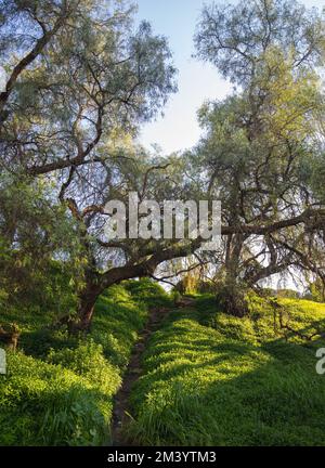 Plan vertical d'une colline verte avec des arbres dans un parc par une journée ensoleillée Banque D'Images
