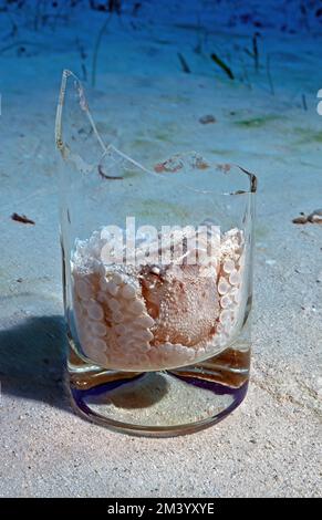 Poulpe commune juvénile (Octopus vulgaris) se cachant dans une bouteille de verre brisé verre blanc verre transparent sur sol sablonneux, Caraïbes, République dominicaine Banque D'Images