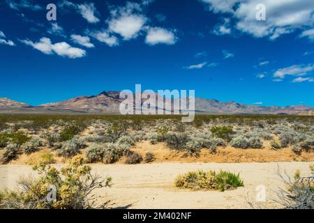 Mojave National Preserve en hiver, Californie, Etats-Unis Banque D'Images