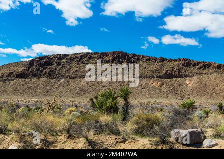 Mojave National Preserve en hiver, Californie, Etats-Unis Banque D'Images