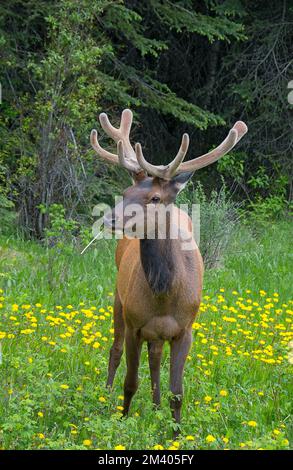 Élan Cervus canadensis à l'arrière-plan de la forêt du parc national Banff Canada Banque D'Images