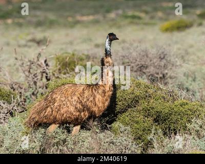 emu adulte, Dramaïus novaehollandiae, dans le Bush au parc national de Cape Range, en Australie. Banque D'Images