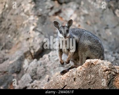 Wallaby de roche à pieds noirs adulte, Petogale lateralis, dans le parc national de Cape Range, Australie occidentale, Australie. Banque D'Images