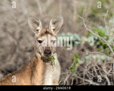 Kangourou rouge adulte, Macropus rufus, dans le parc national de Cape Range, Australie occidentale, Australie. Banque D'Images