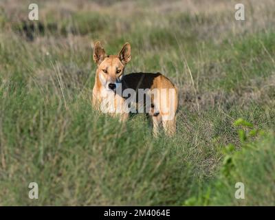 Dingo mâle adulte, Canis lupus, dans la brousse du parc national de Cape Range, Australie occidentale, Australie. Banque D'Images