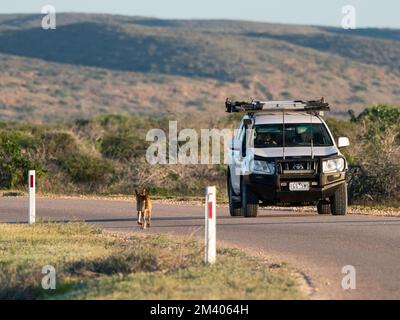 Dingo mâle adulte, Canis lupus, sur la route dans le parc national de Cape Range, Australie occidentale, Australie. Banque D'Images