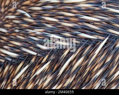 Echidna à bec court, Tachyglossus aculeatus, dans la brousse, parc national de Cape Range, Australie occidentale, Australie. Banque D'Images