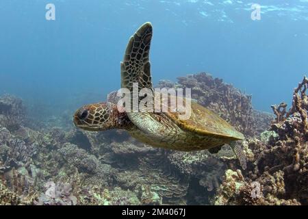 Tortue de mer verte adulte, Chelonia mydas, sous l'eau à Coral Bay, Australie occidentale, Australie. Banque D'Images