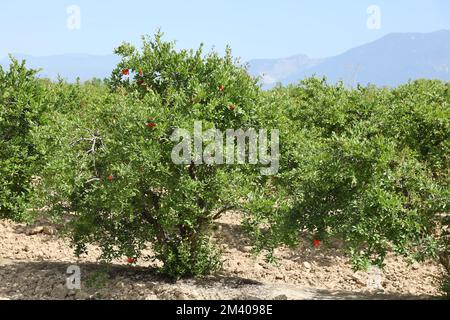 Grenades mûres saines et délicieuses. Bel été avec arbres fruitiers. Rangée d'arbres de grenade avec des fruits mûrs sur des branches vertes Banque D'Images