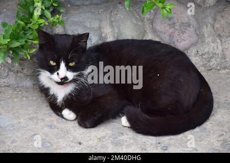 Chat noir en colère couché sur le sol Banque D'Images