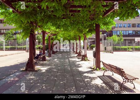 Les gens se détendent dans le parc avec des bancs, entouré de feuillage vert, avec des bâtiments et un terrain de basket-ball en arrière-plan Banque D'Images