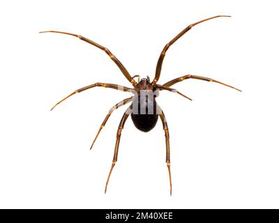 Une fausse araignée de veuve femelle (Steatoda grossa) avec les jambes écartées, isolée sur blanc Banque D'Images