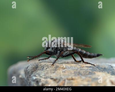 Vue latérale d'une jolie petite mouche, Machimus callidus. Cette espèce est commune dans les montagnes et les vallées de l'ouest de l'Amérique du Nord Banque D'Images