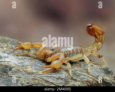 Vue latérale d'un scorpion coloré de l'Arizona, Paravaejovis spinigerus, sur le rocher Banque D'Images