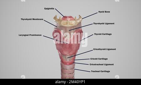 Vue antérieure du larynx Banque D'Images