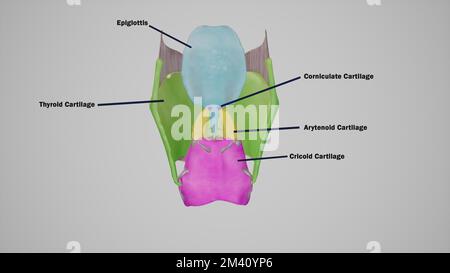 Illustration anatomique des cartilages du larynx marqués Banque D'Images