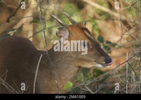 Un buck muntjac Deer, Muntiacus reevesi, piquant sa langue lors d'un hiver froid jour. Banque D'Images