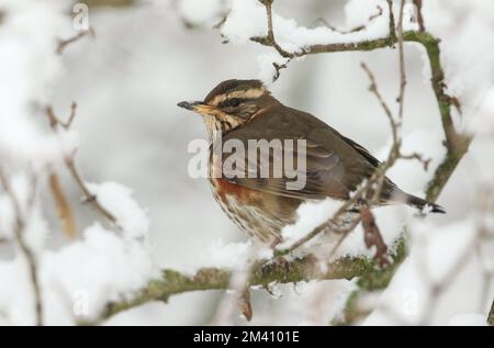 Un aileron rouge, Turdus iliacus, perçant sur une branche d'un arbre couvert de neige par un hiver froid. Banque D'Images