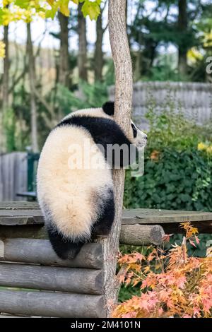 Un bébé panda géant grimpant dans un arbre, animal drôle Banque D'Images