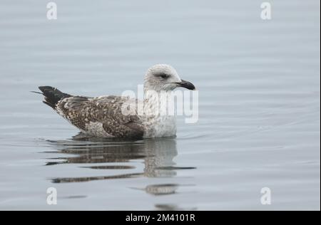 Un petit Goéland à dos noir, Larus fuscus, nageant sur un lac lors d'un hiver froid. Banque D'Images