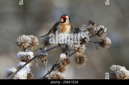 Un beau Goldfinch, Carduelis carduelis, se nourrissant des graines d'une plante sauvage de Burdock, Arctium lappa, recouverte de neige et de gel en hiver. Banque D'Images