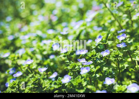 Champ d'herbe de printemps de Veronica chamaedrys petites fleurs bleues Banque D'Images