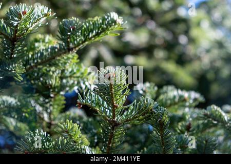 Branche de sapin, aiguille d'épinette, plante conifères à feuilles persistantes, vue rapprochée. Forêt flou usine arrière-plan. Banque D'Images