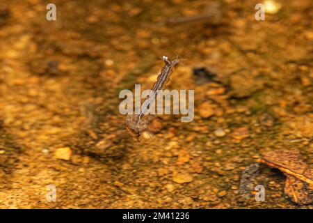 Fièvre jaune Mosquito larva de l'espèce Aedes aegypti Banque D'Images