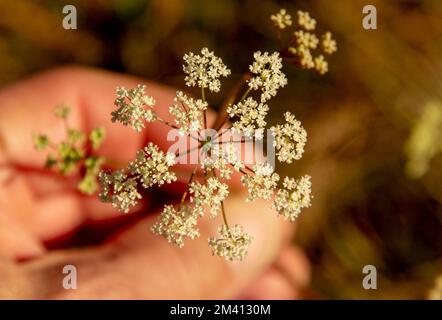 Pimpinella saxifraga fleurs blanches. La plante est également connue sous le nom de burnet-saxifrage, Solidstem burnet saxifrage, Mus burnett. Banque D'Images