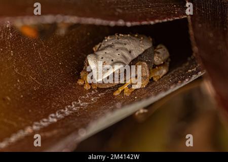 Grenouille d'arbre blanc du genre Dendropsophus Banque D'Images