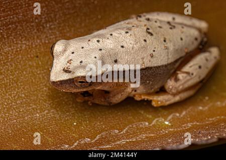 Grenouille d'arbre blanc du genre Dendropsophus Banque D'Images