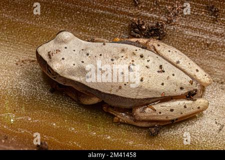 Grenouille d'arbre blanc du genre Dendropsophus Banque D'Images