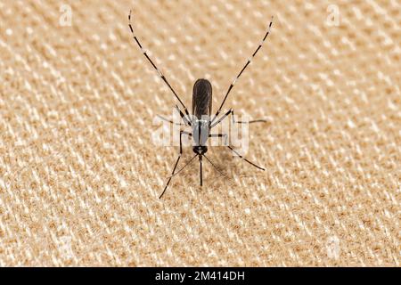 Adulte tigre asiatique moustiquaire de l'espèce Aedes albopictus Banque D'Images