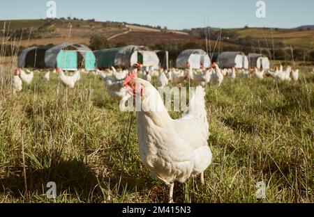 Le poulet se floque sur la ferme, l'herbe et le champ vert pour une production, une croissance et une écologie durables. Élevage de volailles, animaux de la nature et oiseaux pour oeufs Banque D'Images