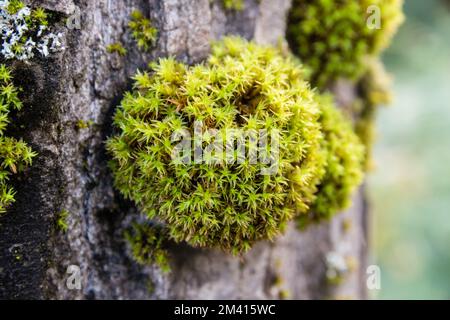 Mousse croquante à fruits latéraux, Tortella squarrosa, Pleurochaete squarrosa, sur une barque d'arbre. Indicateur de bon habitat. Catalogne, Espagne Banque D'Images