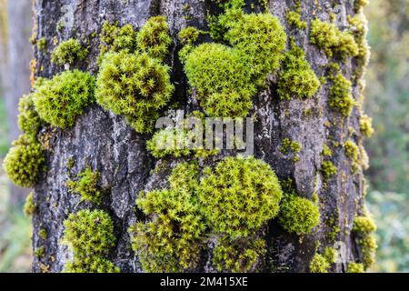 Mousse croquante à fruits latéraux, Tortella squarrosa, Pleurochaete squarrosa, sur une barque d'arbre. Indicateur de bon habitat. Catalogne, Espagne Banque D'Images