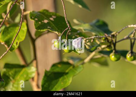 Plante florale de l'espèce Solanum paniculatum communément connu sous le nom de jurubeba une nightShade commune dans presque tout le Brésil Banque D'Images