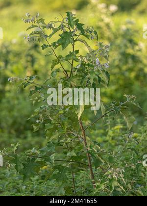 Plante florale de l'espèce Solanum paniculatum communément connu sous le nom de jurubeba une nightShade commune dans presque tout le Brésil Banque D'Images