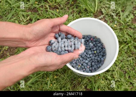 Cueillette de baies de bleuets mûrs. gros plan. la main femelle jette les baies dans un seau blanc Banque D'Images