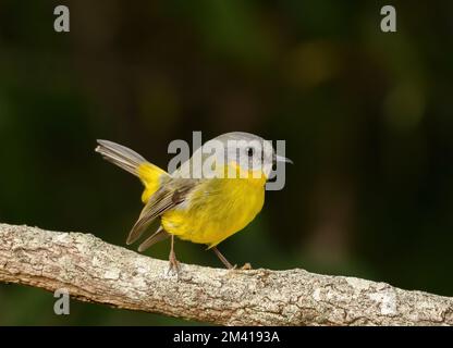 Le robin jaune de l'est (Eopsaltria Australis) est un robin Australasien de l'est de l'Australie côtière et sub-côtière. Banque D'Images