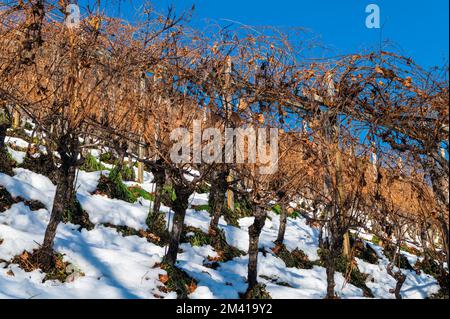 Vignoble en hiver - Trentin-Haut-Adige, nord de l'Italie, Europe Banque D'Images