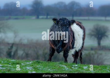 Vache Galloway avec ceinture, par temps froid et sombre, avec une bande blanche distinctive et un manteau déchiqueté. Face à l'avant, East Yorkshire, Royaume-Uni. Arrière flou Banque D'Images