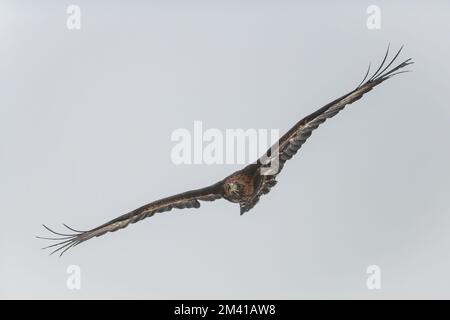 L'aigle doré (Aquila chrysaetos) volant dans le ciel, isolé en arrière-plan. Banque D'Images