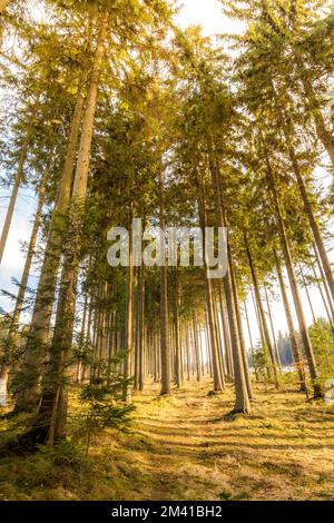 Vue magique sur la forêt et les arbres au coucher du soleil. Lumière douce et couleurs mystiques, tronc d'arbre et herbe d'automne Banque D'Images