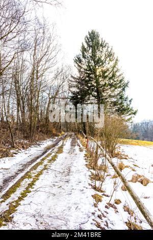 Champ agricole dans la neige et l'hiver. Arbre et herbe près du sol et du champ Banque D'Images