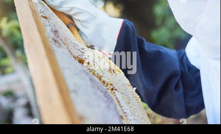 Mains, apiculteur ou vérification du cadre en bois sur une ferme à miel, une terre agricole durable ou un champ alimentaire sain. Zoom, texture ou agriculteur et boîte d'insectes Banque D'Images