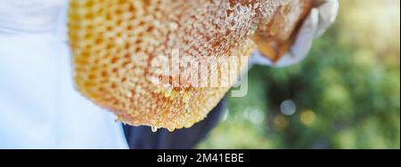 Production de nid d'abeilles, production d'abeilles et récolte de miel dans un jardin écologique, durable et vert. Agriculture, abeilles et petite entreprise agricole Banque D'Images