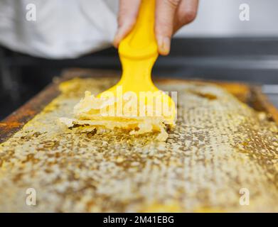 Mains, apiculteur ou outil de décapsulage pour l'extraction en nid d'abeille, la récolte biologique ou la collecte d'aliments sains. Zoom, travailleur ou insecte abeilles agriculteur avec Banque D'Images