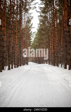 Route d'hiver dans une forêt enneigée, de grands arbres le long de la route. Banque D'Images