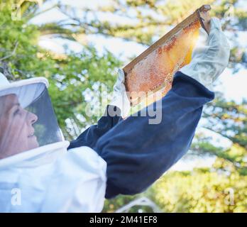 Ferme d'abeilles, cadre de miel et femme vérifiant le nid d'abeilles à l'extérieur. Apiculture, démarrage et femme propriétaire, agriculteur ou employé de petite entreprise en costume de sécurité Banque D'Images